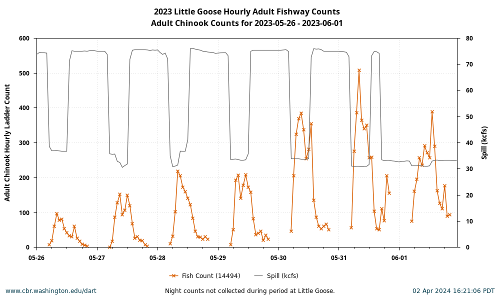 Hourly Adult Chinook Passage Counts with Spill 5/26 to 6/1, 2023, Little Goose