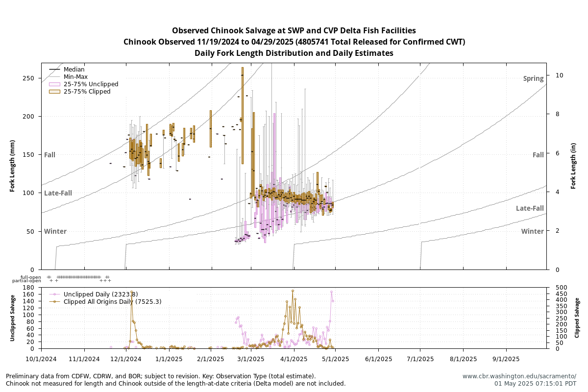 plot Observed Chinook Salvage at SWP and CVP Delta Fish Facilities, Chinook Observed 11/19/2024 to 04/29/2025 (4805741 Total Released for Confirmed CWT) Daily Fork Length and Estimates