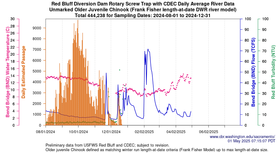 Graph Central Valley Juvenile Salmonid Monitoring Red Bluff Diversion Dam Rotary Screw Trap with CDEC Daily Average River Data Unmarked Older Juvenile Chinook Sampling Dates 2023-08-01 to 2024-03-21