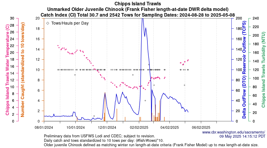 Graph Central Valley Juvenile Salmonid Monitoring Chipps Island Trawls Unmarked Older Juvenile Chinook Sampling Dates 2023-08-07 to 2024-04-23