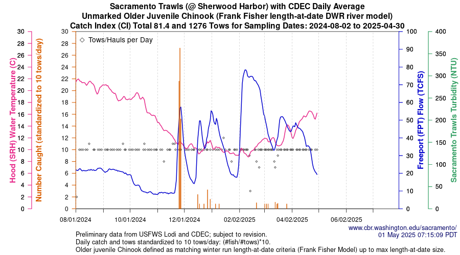 plot Central Valley Juvenile Salmonid Monitoring Sacramento Trawls (@ Sherwood Harbor) with CDEC Daily Average Unmarked Older Juvenile Chinook Sampling Dates 2024-08-02 to 2025-04-30