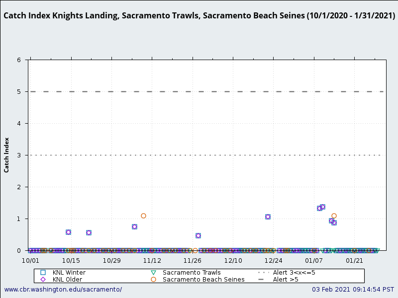 graphic Catch Index Knights Landing, Sacramento Trawls, Sacramento Beach Seines (10/1/2020 - 1/31/2021)