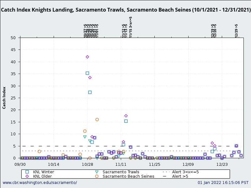 graphic Catch Index Knights Landing, Sacramento Trawls, Sacramento Beach Seines (10/1/2021 - 12/31/2021)